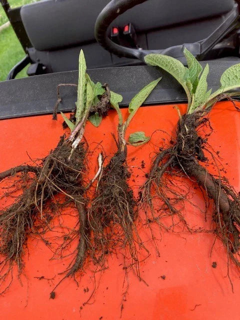 Comfrey Bocking 14 Rooted Crown Cuts 5-Pack Deer Resistant Symphytum x uplandicum