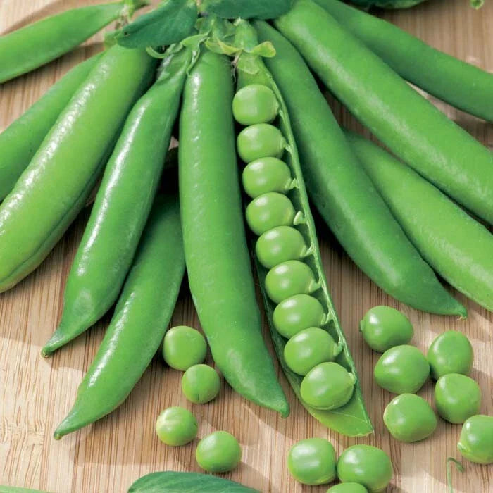 Green Arrow English Shelling Pea Seeds | Heirloom Sweet Snap Peas | 2025 Fresh Seed