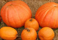 Mixed Pumpkin Seeds - Fresh Seed for Planting - Heirloom Varieties - Cucurbita pepo