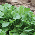 Heirloom Upland Cress Seeds - Non-GMO Creasy Greens - Fast Shipping with Tracking - (Barbarea verna)