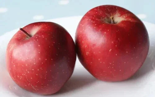 Baya Marisa Apple Seeds - 25+ Organic Seeds for Garden Planting - Malus domestica - USA