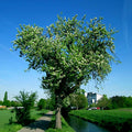 European Pear Tree Seeds - Pyrus Communis - Hardy Fruit and Flower Garden Plant