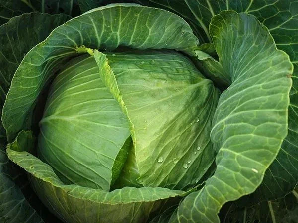 Cabbage Seeds 1000+ Heirloom Brunswick NON-GMO Fresh Brassica oleracea