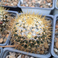 Mammillaria Nivosa Succulent Plant - Bare Root Cactus Variety for Indoor or Outdoor Gardening