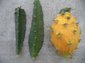 Yellow Dragon Fruit Cutting - Palora Variety - Fresh 3"-4" Plant - Hylocereus undatus