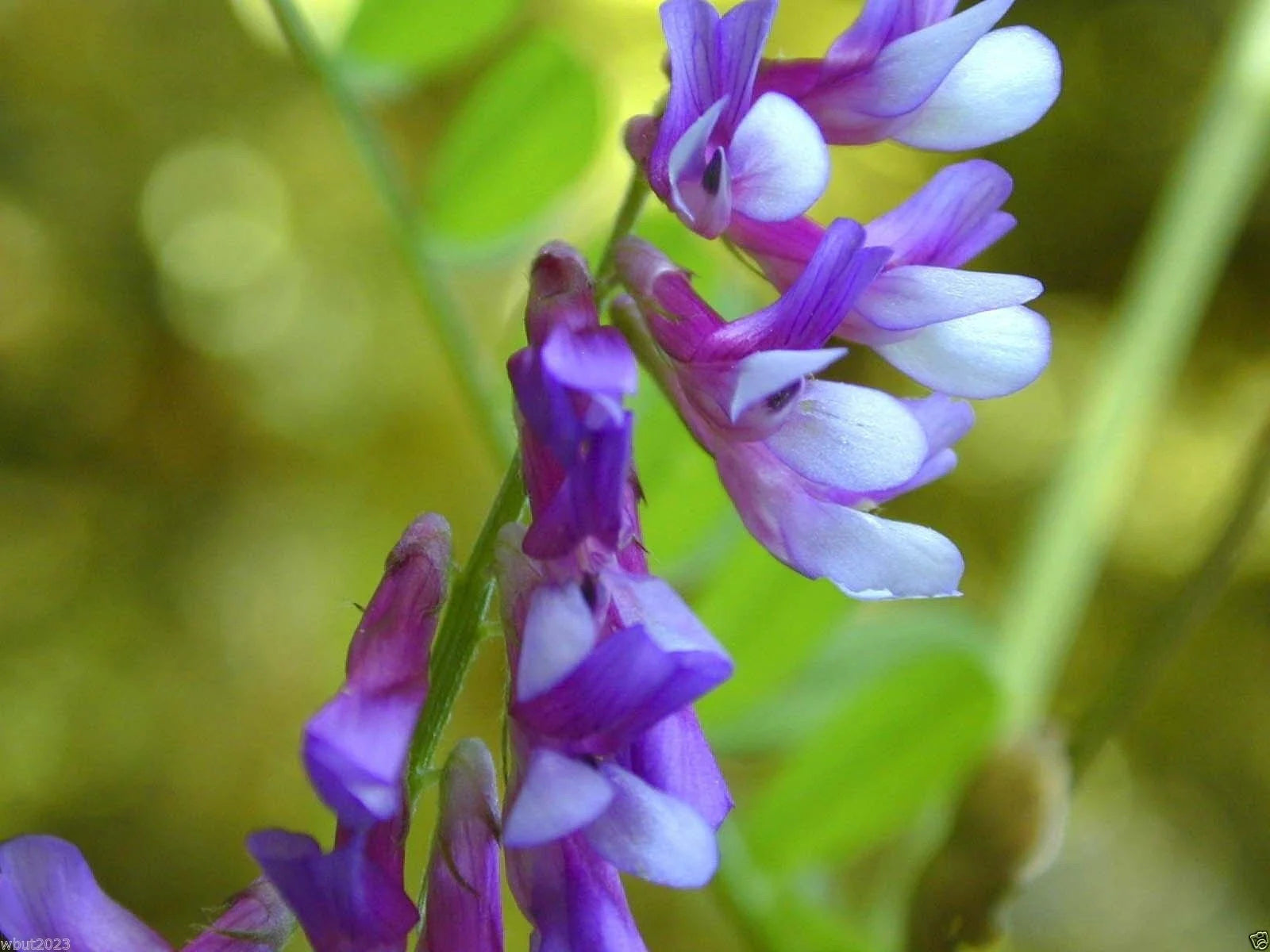 Hairy Vetch Seeds 1000 Count - Cover Crop, Green Manure, Pasture, Silage (Vicia villosa)
