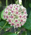 Hoya hanhiae Rooted Plant 2.5" Pot Live Houseplant