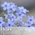 Phlox Seeds - 125 Count - Blue Flame Annual Flower Seeds - Phlox paniculata