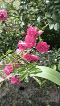 Pink Seven Sisters Rose Cuttings - 8 Heirloom Climbing Rose Cuttings - No Roots - Rosa multiflora