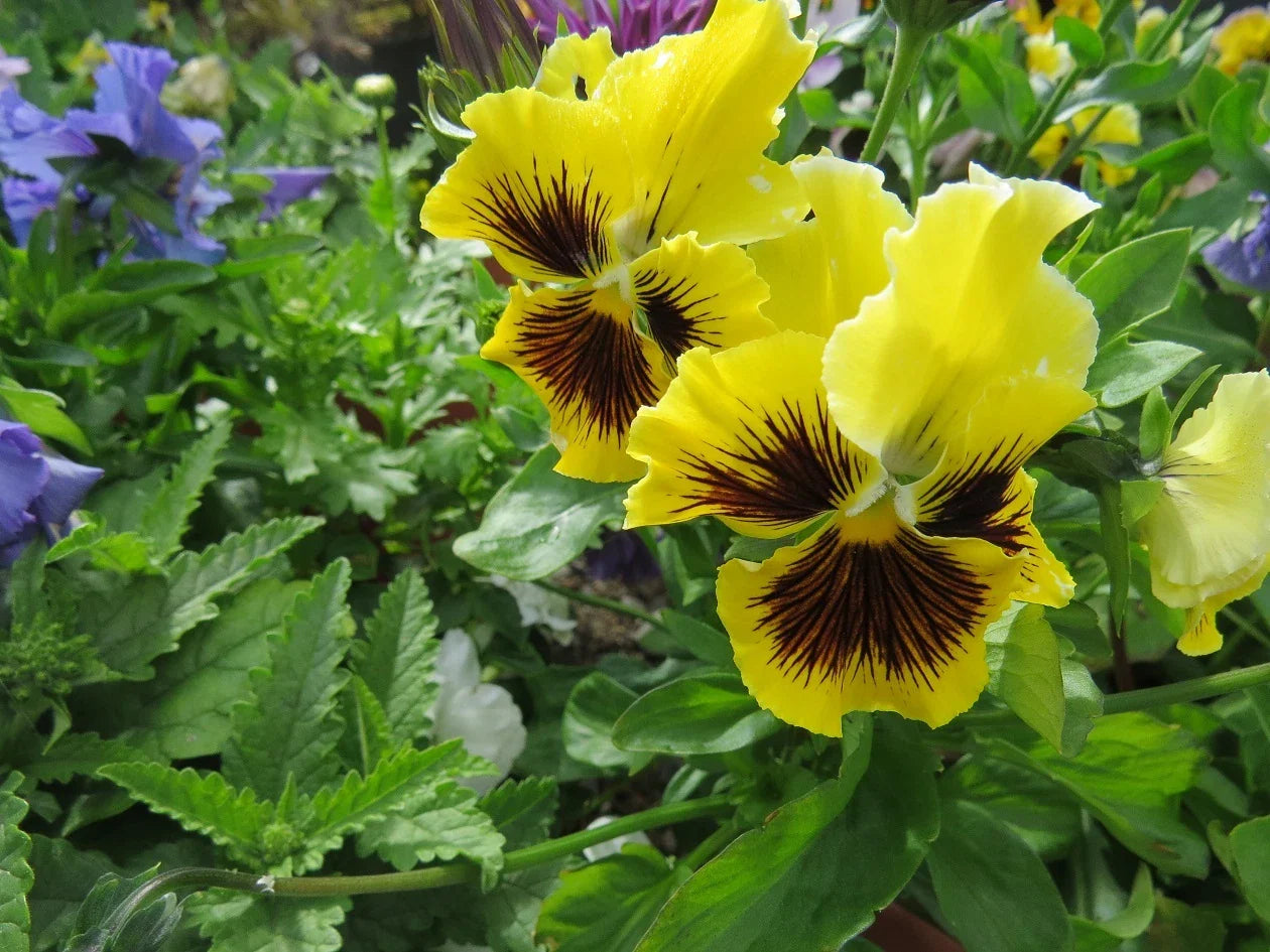 Pansy Seeds - Frizzle Sizzle Yellow - 50 Flower Seeds - Viola wittrockiana - Garden Planting