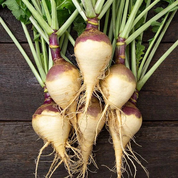Rutabaga Seeds Pack - 500+ Helenor Variety for Garden Planting - Brassica napus - USA Grown