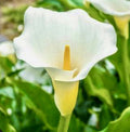 Zantedeschia Aethiopica Calla Lily White 10 Live Bulbs - Perennial Flower Plant