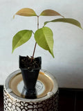 Live Emperor Lychee Plant - Tropical Fruit Tree - Fast Shipping - No State Restrictions - (Nephelium lappaceum)