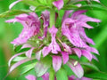 LEMON MINT FLOWER 100 Fresh Seeds - Bee Balm (Monarda citriodora) - Aromatic Herb for Pollinator Gardens