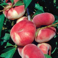 Rare Sweet Big Japanese Donut Peach Cuttings for Rooting or Grafting - Prunus persica var. doughnut