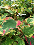 Houttuynia "Chameleon" 15, Gooseneck 15, Yellow Loosestrife 10, Bare Roots, Fast Growing Perennials, Greenfield Garden