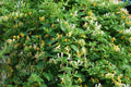 Honeysuckle Vine Live Starter Plant 6+ Inches, Set of 2, Lonicera spp., Freshly Dug, Root Care Required