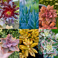 Rainbow Succulent Bundle - 6 Colorful Live Succulents/Cuttings - Assorted Varieties (Variety May Vary)