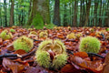Colossal Chestnut Tree Seeds - Large Size - Grow Huge Chestnuts - Castanea sp Colossal