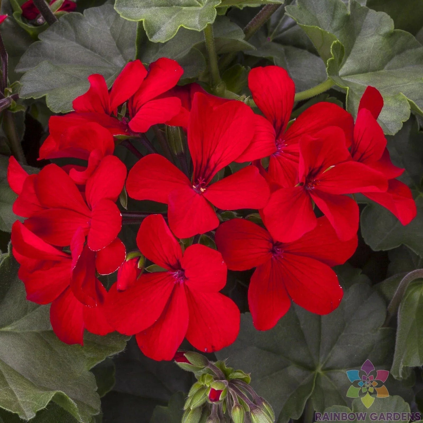Caliente Deep Red Geranium Seeds - 25+ Pack - Ideal for Garden Planting - Pelargonium x hortorum