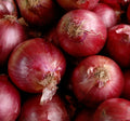 Red Creole Onion Seeds 200+ Allium cepa Short Day Vegetable Garden