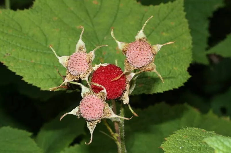 Thimbleberry Bush Seeds 50 Count - Rubus parviflorus - Edible Berry Planting Seeds for Gardens