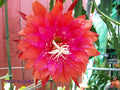 Epiphyllum Orchid Cactus Cutting "PRICELESS" Rare Variety - Unique Houseplant, Epiphyllum Oxypetalum