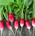 French Breakfast Radish Seeds | Heirloom Red Pink White Long Radishes | Raphanus sativus