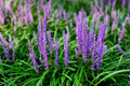 Liriope Monkey Grass Plants - 25 Bare Root Lilyturf Spicata - Creeping Ground Cover for Full Sun