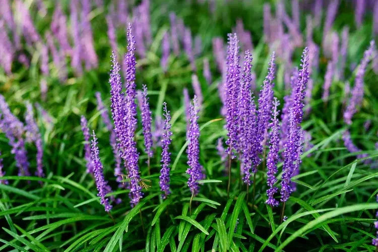 Liriope Monkey Grass Plants - 25 Bare Root Lilyturf Spicata - Creeping Ground Cover for Full Sun