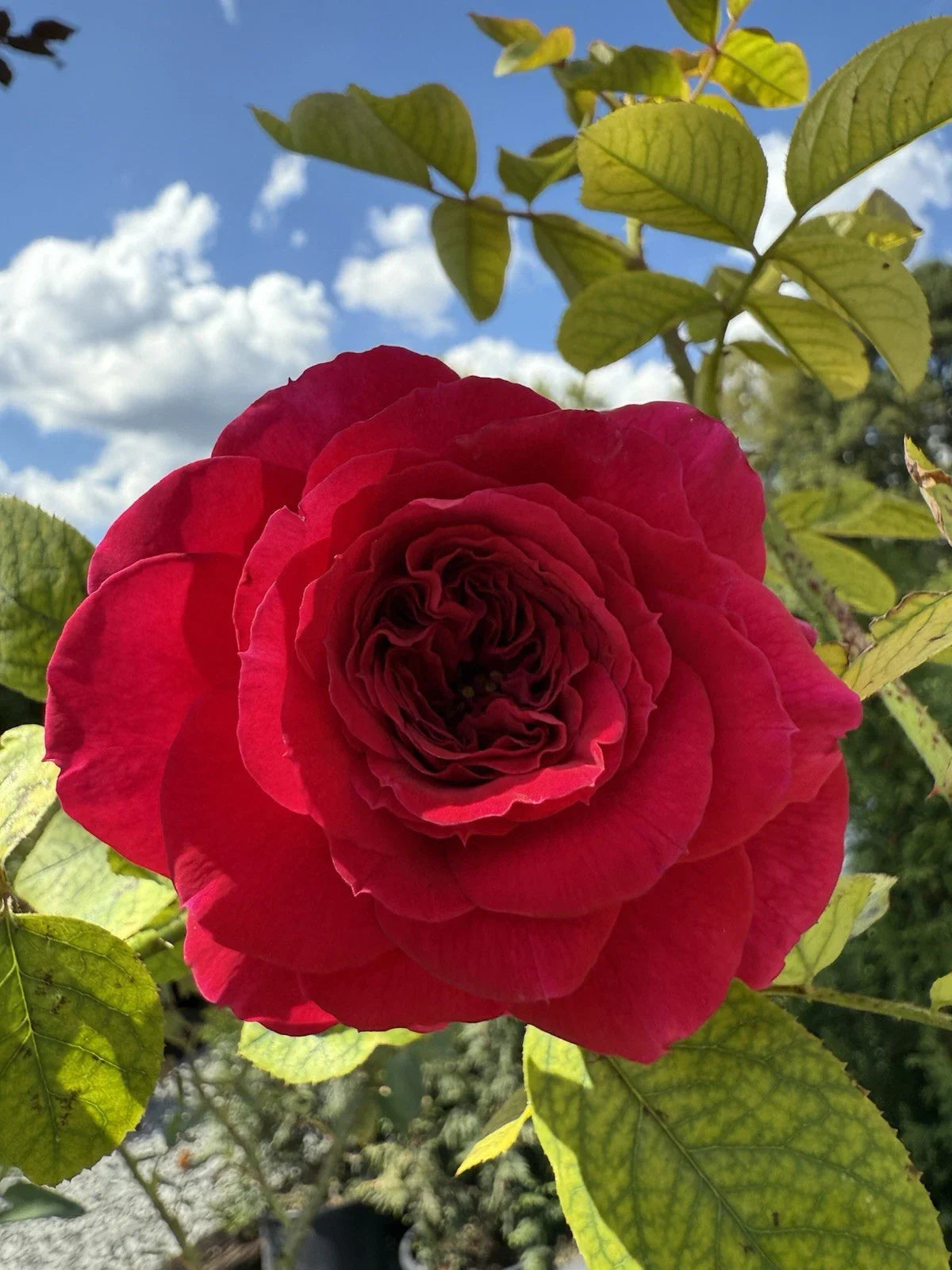 Fragrant English Climber Rose Cuttings - Three Unrooted Cuttings - Ausmove - Rosa 'Ausmove'