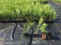 Green Giant Thuja Trees 10"-14" Box of 50 in Pots - Thuja standishii x plicata