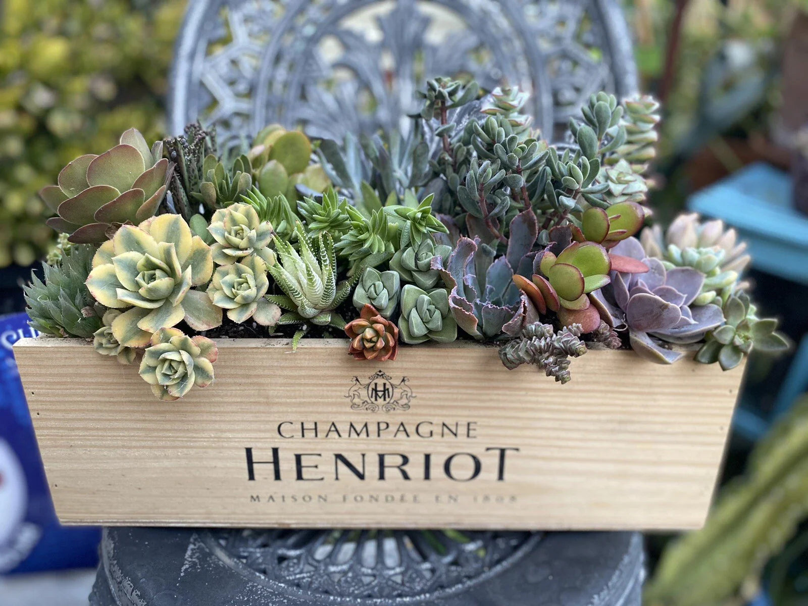 Succulent Arrangement Starter Kit - 25+ Assorted Cuttings in Wine Box - Ideal for DIY Plant Lovers - Various Varieties