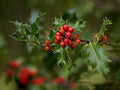English Holly Seeds, 10 Count, Open Pollinated, Heirloom, Ilex aquifolium for Planting
