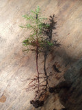 Eastern Red Cedar Seedlings 4"-6" | Juniperus virginiana | Native Tree Plants for Landscaping and Wildlife