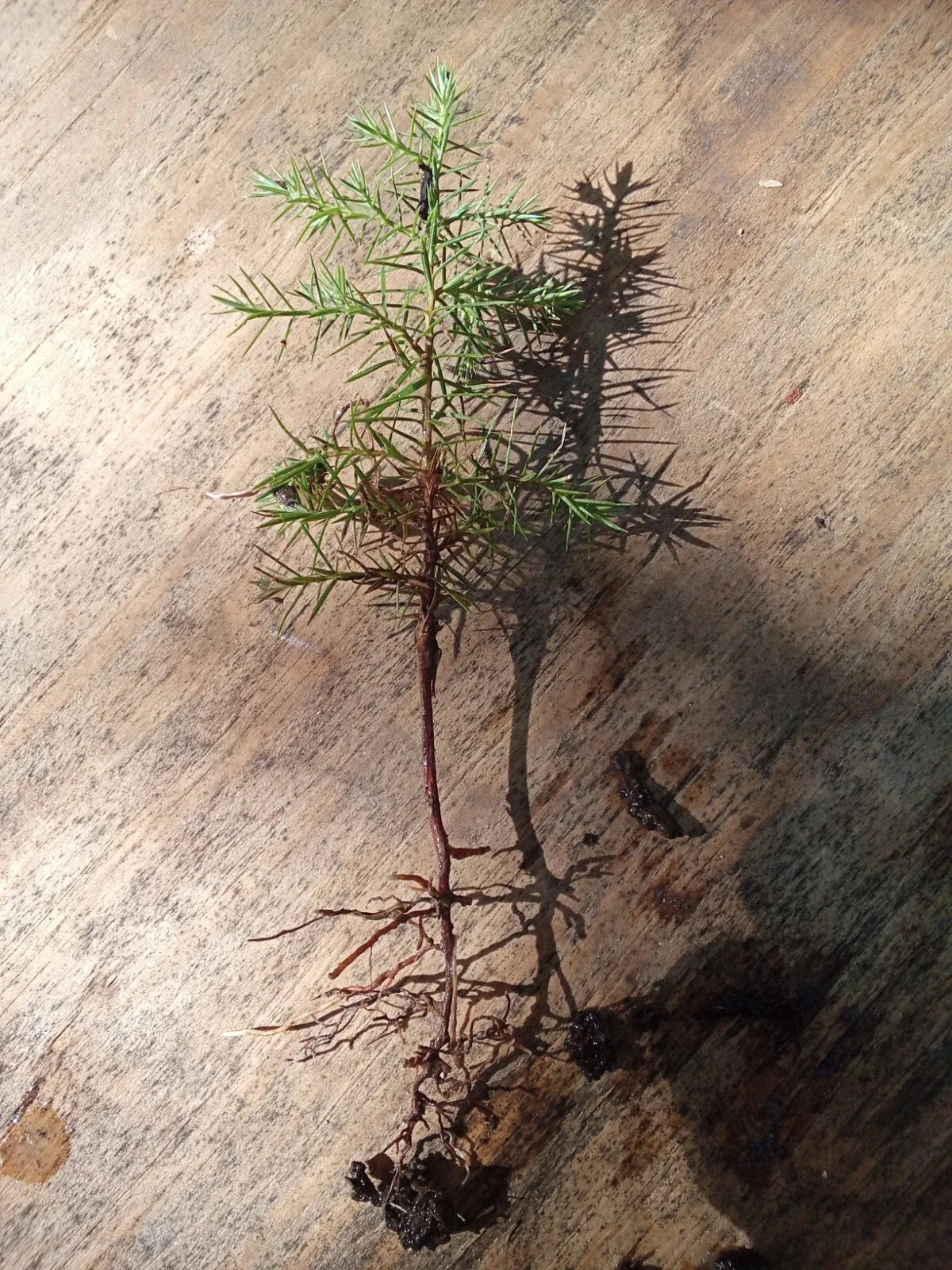Eastern Red Cedar Seedlings 4"-6" | Juniperus virginiana | Native Tree Plants for Landscaping and Wildlife