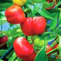 Pimento Pepper Seeds - 100 Count - Mild Sweet Pimiento - Perfect for 2025 Planting - Capsicum annuum