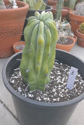 Crested Cactus 8-9" Myrtillocactus Geometrizans Bare Root Unique Succulent Plant