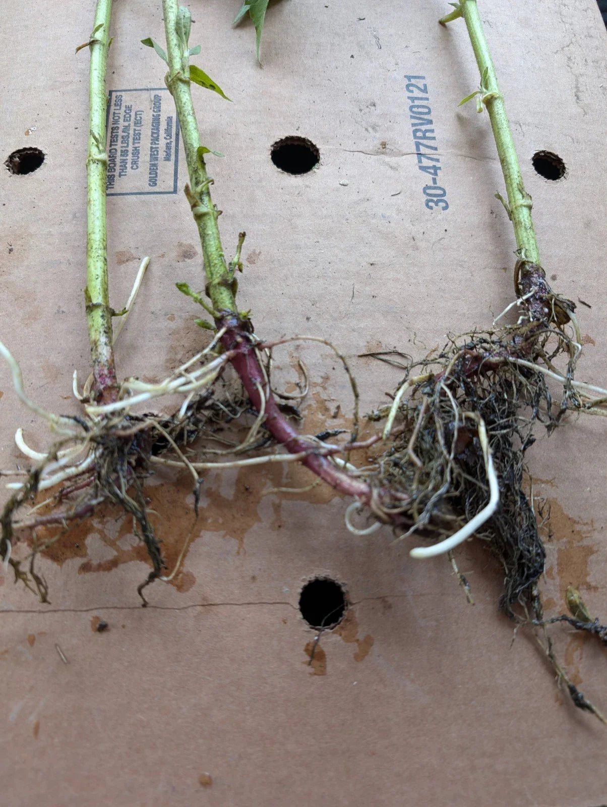 Red Organic Jerusalem Artichoke Roots for Planting - Large & Medium Helianthus tuberosus Tubers