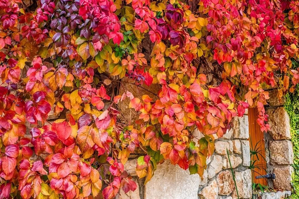 Virginia Creeper Live Vine Seedlings 1 Pack | Parthenocissus quinquefolia | Ideal for Planting, No Ship to California