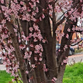Prunus Cerasifera Cherry Plum Cuttings 6" Black Unrooted Live Tree Plant 3 Pack