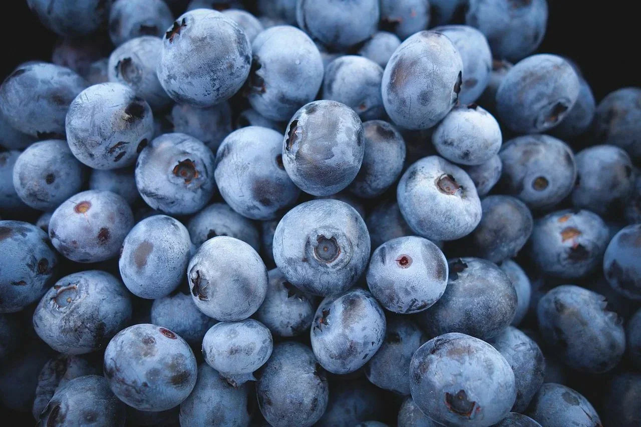 Highbush Blueberry Seeds - 60 Count - Vaccinium corymbosum - Organic Blueberry Plants for Home Garden