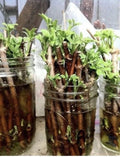 Elderberry Cuttings Unrooted - 3 Organic Sambucus Bush Shrub Perennials - Medicinal Forest Garden Plants - Appalachian Grown