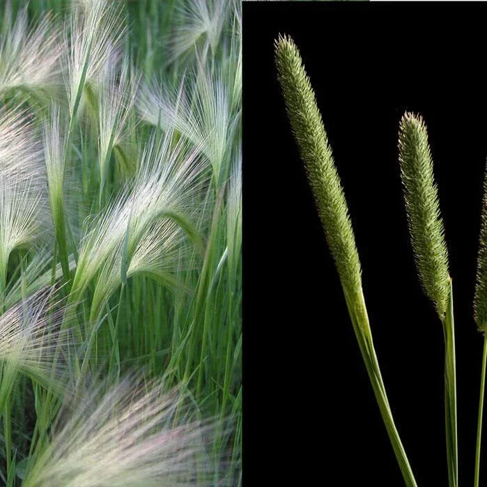 Creeping Meadow Foxtail Seeds - 250+ Pack - Ideal for Landscaping - Alopecurus pratensis