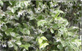 Variegated Confederate Jasmine Starter Plant - Trachelospermum jasminoides - Rooted Cutting for Home Garden