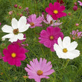 Sensation Tall Mixed Cosmos Wildflower Seeds 1/4 Lb - Everwilde Farms Mylar Pack