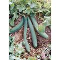 Italian Cucumber Seeds - Treated, Non-GMO, Cucumis sativus for Gardening - High Yield Variety