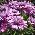 Double Purple 3D Cape Daisy Seeds - 50+ Seeds for Garden Planting - Osteospermum ecklonis - USA
