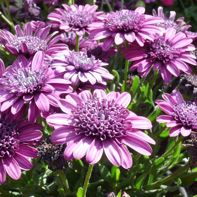 Double Purple 3D Cape Daisy Seeds - 50+ Seeds for Garden Planting - Osteospermum ecklonis - USA