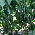 Capitan F1 Hot Pepper Seeds - 25+ Count - Garden Planting - Capsicum annuum - USA
